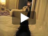 Un chien terrorisé par un chat